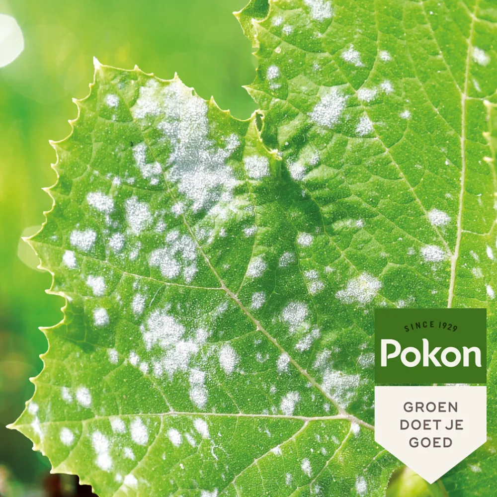 Alles Voor Kamerplanten<Pokon Tegen Schimmels Concentraat 250 ml