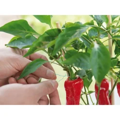 Alles Voor Kamerplanten<SOGO Groen Binddraad met Mes 100 m