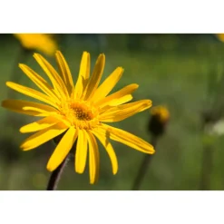 Online Arnica Gel 25 gr Gewrichten & Spieren