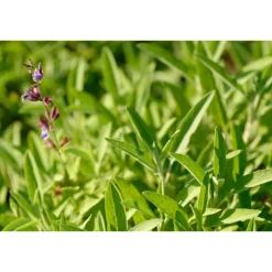 Bio Salie Keelspray 20 ml^WELEDA Discount