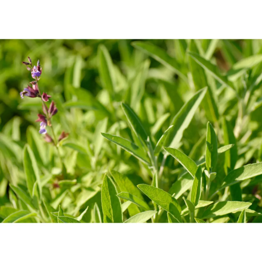 Bio Salie Keelspray 20 ml^WELEDA Discount