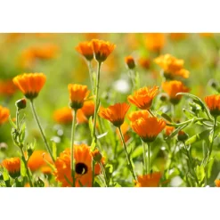 Calendula Massageolie 100 ml^WELEDA New