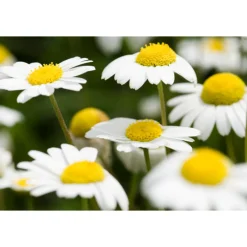 Online Dermalotion 50 ml Reiniging