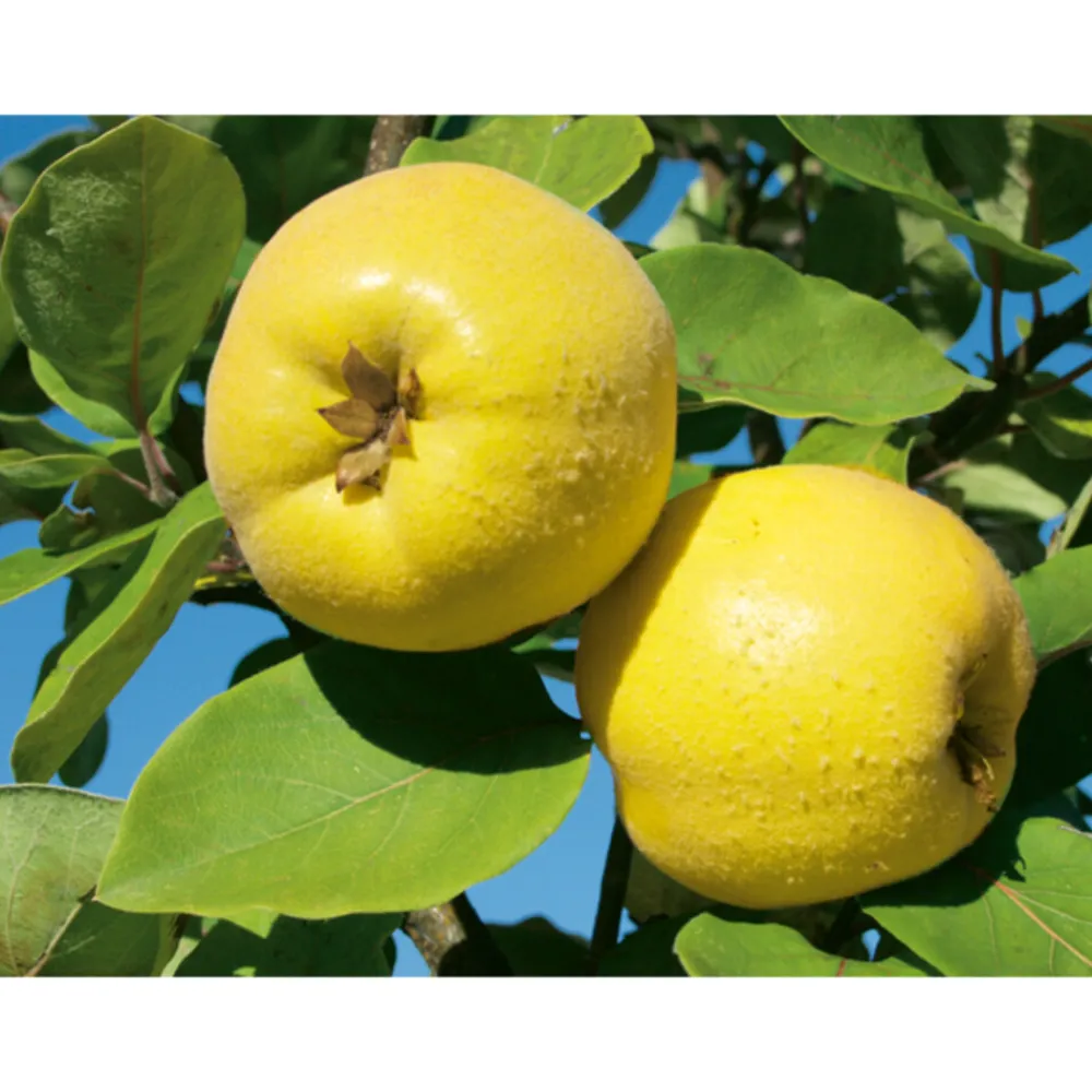 Luchtwegen & Keel<WELEDA Gencydo Neusspray 20 ml