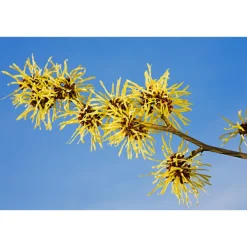 Reiniging<WELEDA Hamamelis Verfrissende Gezichtstonic 150 ml