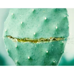 Hydraterende Gezichtscreme Cactus & Aloe Vera 30 ml^WELEDA Hot