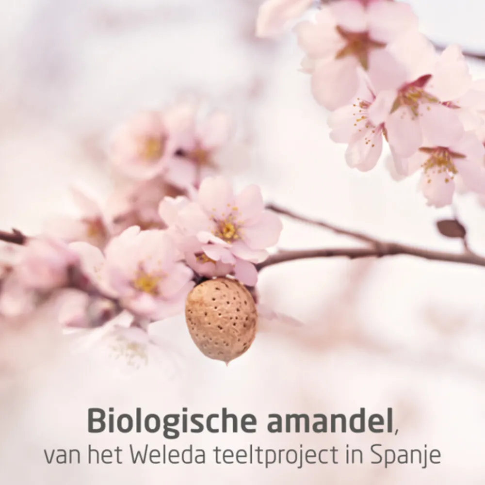 Mama Massageolie Perineum 50 ml^WELEDA Sale