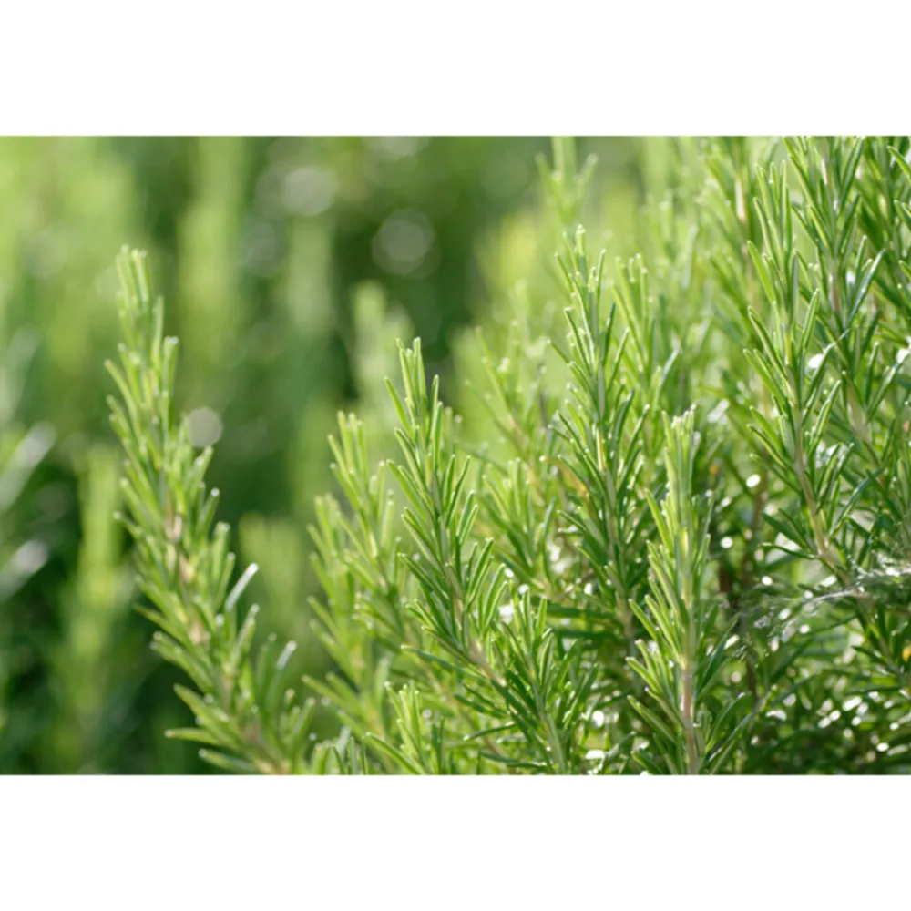 Outlet Men Hydraterende Crème 30 ml Dag- & Nachtcrème