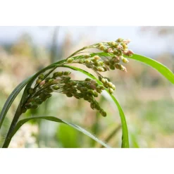 Shampoo<WELEDA Pluimgierst Milde Shampoo 190 ml