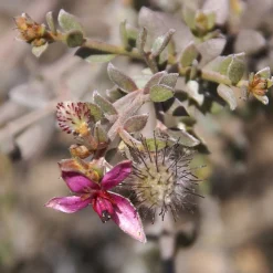 Discount Tandvleesbalsem 30 ml Specialistische Mondverzorging