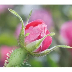 Dag- & Nachtcrème<WELEDA Wilde Rozen & Witte Thee Vitaliserende Nachtcrème 40 ml