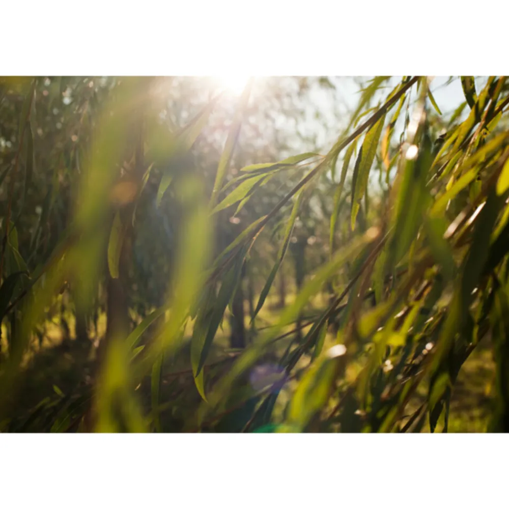 Wilg Reinigingsgel 100 ml^WELEDA Hot