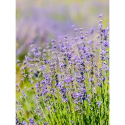 Online Zuiverende Room Spray Relax 50 ml Huisparfum