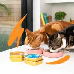 Sale 16x Kattenvoer Adult Pate Kalkoen - Kip 85 gr Kattenvoer