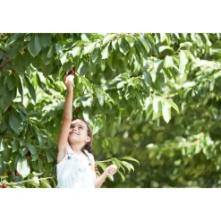 6x Cherry Zero 1,25 liter^Hero Clearance