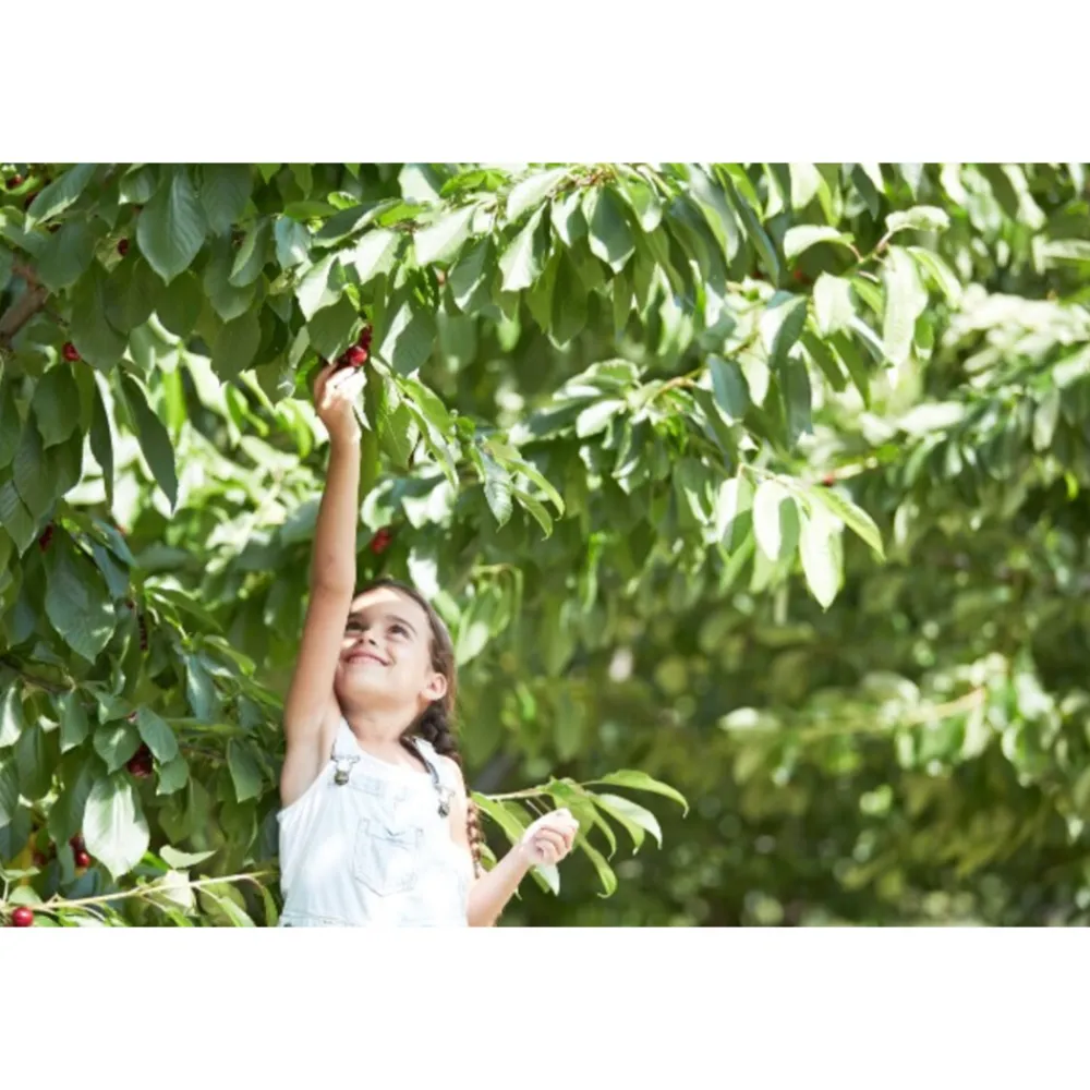 6x Cherry Zero 1,25 liter^Hero Clearance