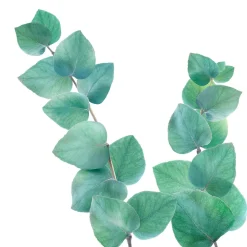 Discount 6x Badolie Refreshing Eucalyptus 100 ml Bad & Douche