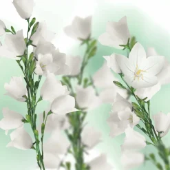 6x Bodylotion Patchouli 200 ml^Kneipp Best