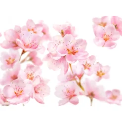 Hot 6x Douche Foam Soft Skin Amandelbloesem 200 ml Bad & Douche