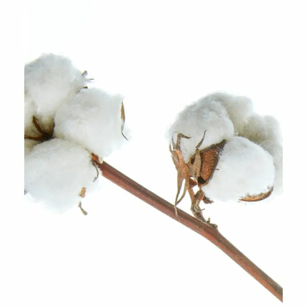 Hot 6x Shampoo Classic Care 250 ml Shampoo