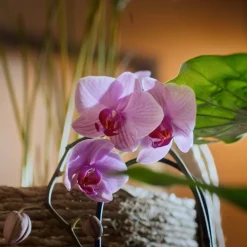 6x Of Wellness Badkristallen Sleep 600 gr^Sence