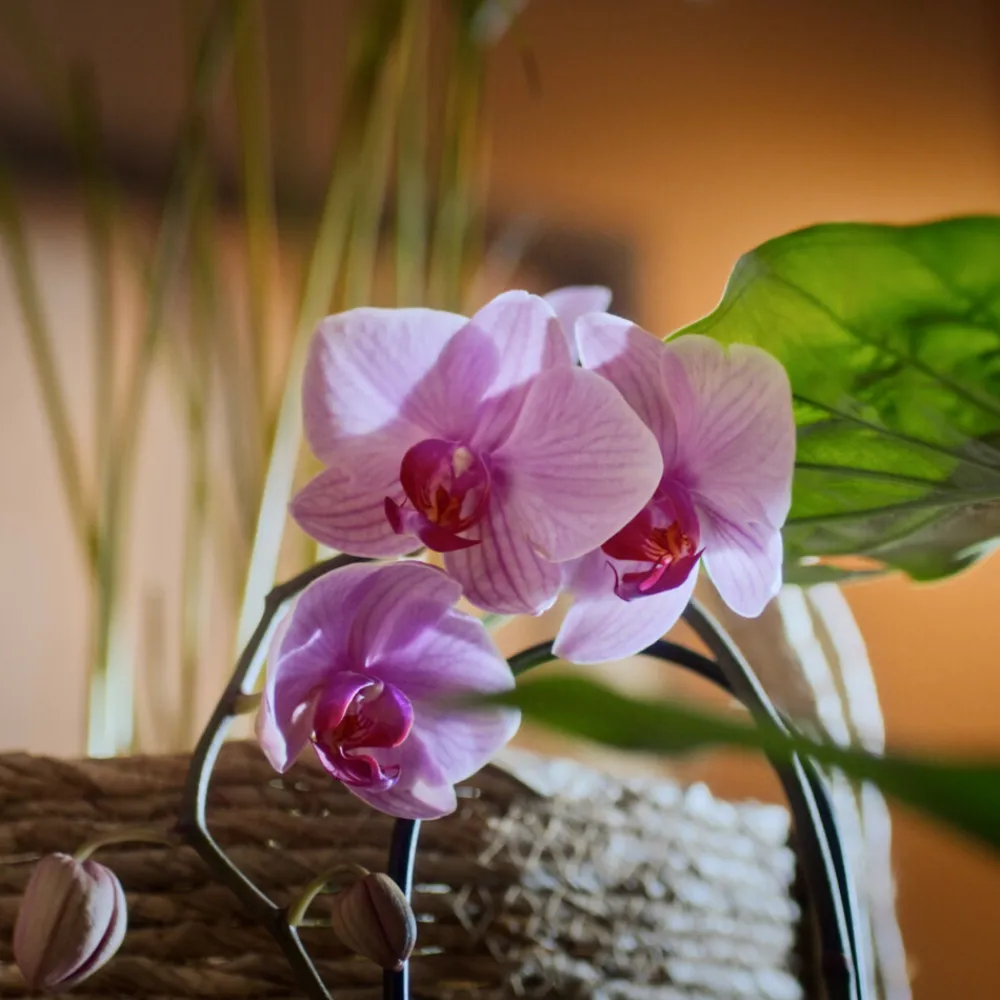 6x Of Wellness Badkristallen Sleep 600 gr^Sence