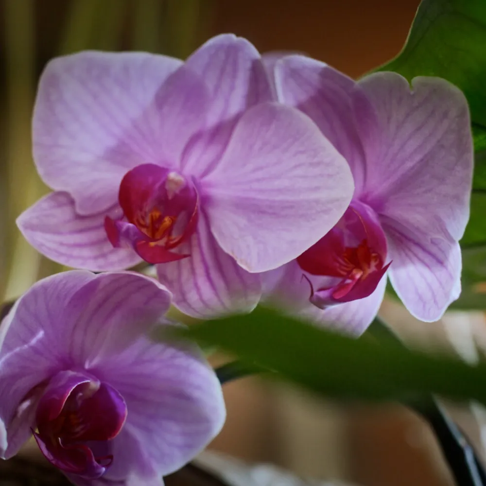 6x Of Wellness Release Handzeep Time To De-Stress 300 ml^Sence Best