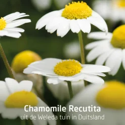 Online 4x Tandpasta Planten 75 ml Spoelen & Poetsen