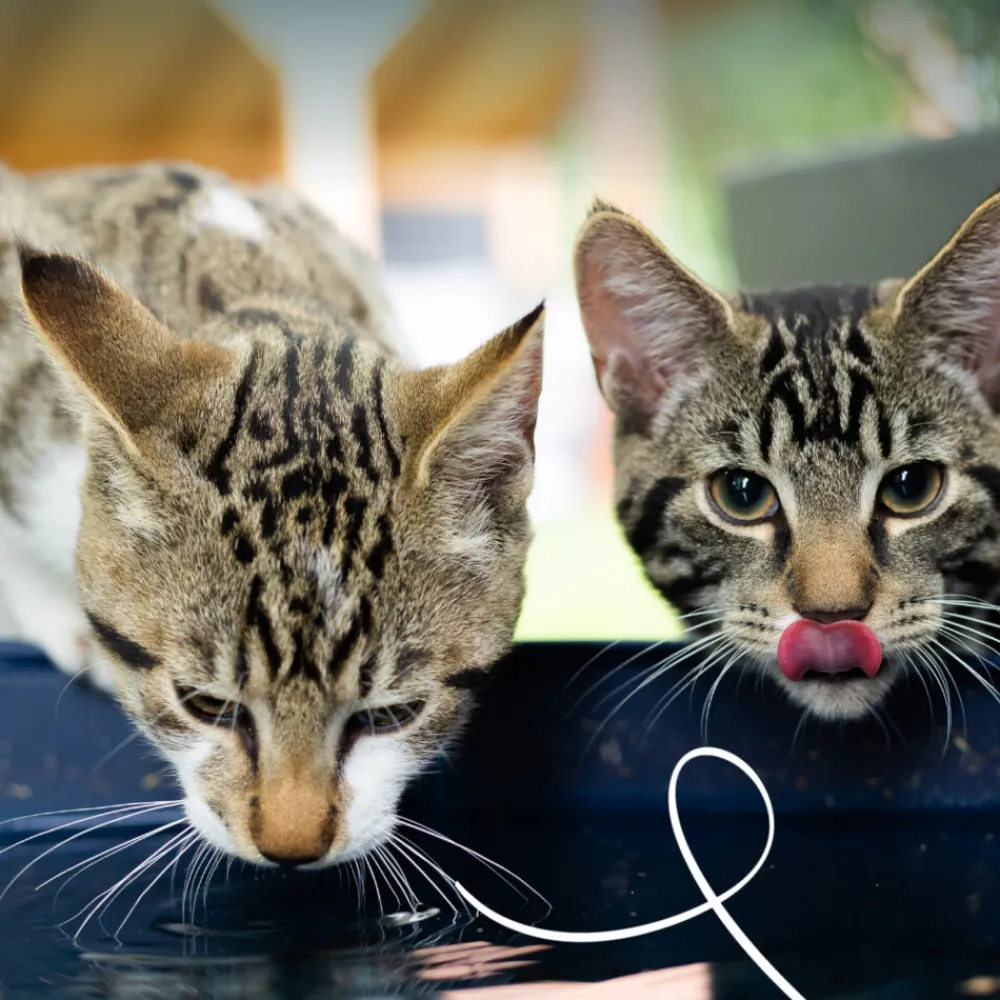 Kattenvoer<Yarrah 14x Bio Kattenvoer Kip 85 gr