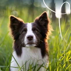 Bio Hondenvoer Paté Kip & Kalkoen 150 gr^Yarrah Best