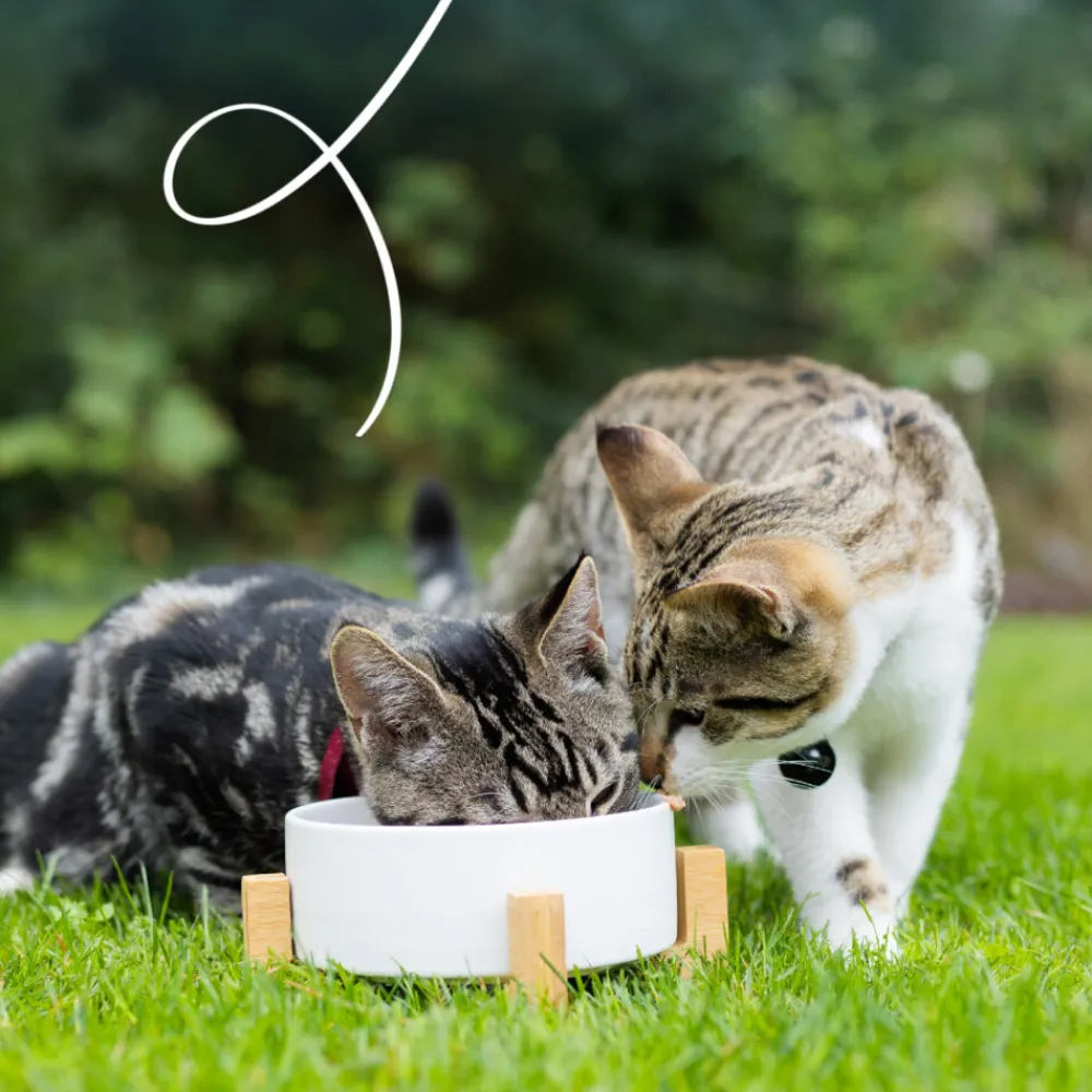 Best Bio Kattenvoer Multipack Paté Graanvrij Kip & Rund 8 x 100 gr Kattenvoer